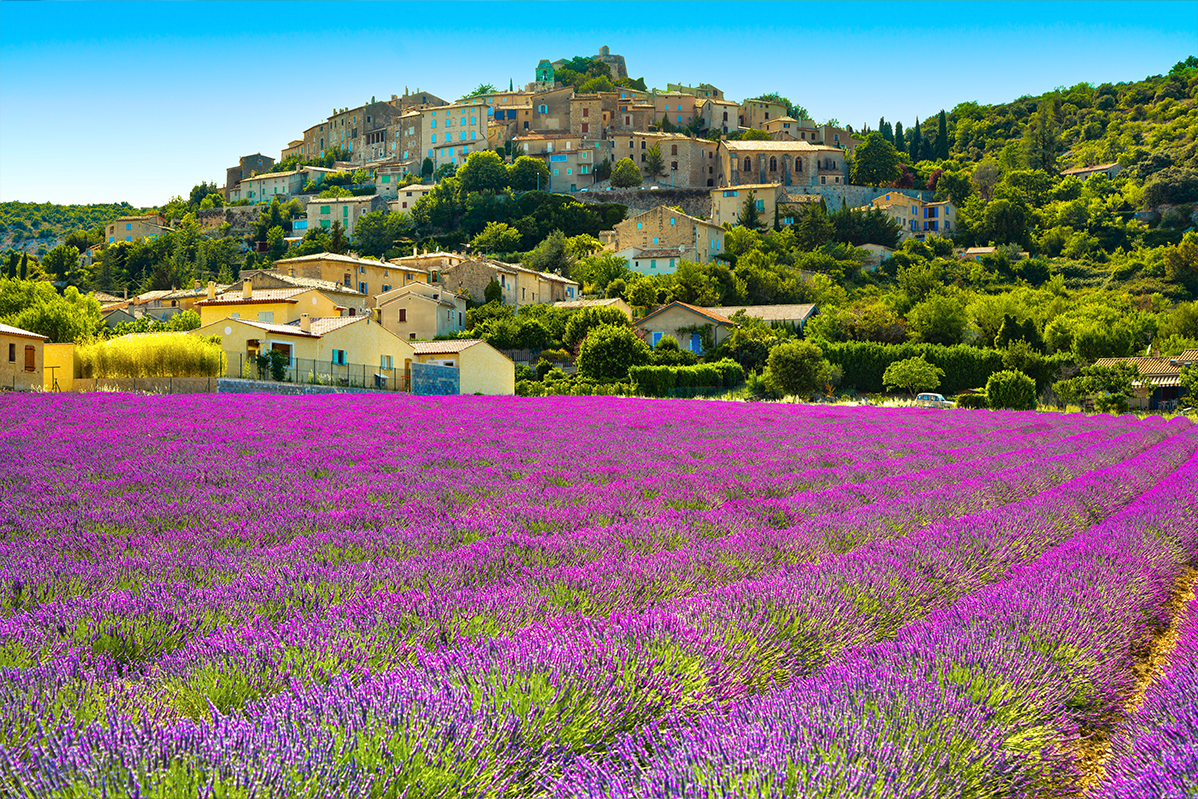 Lavande Provence Luberon